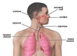 Органы дыхания   