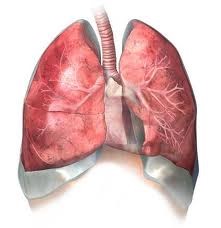 Заболевания органов дыхания: Основные признаки 